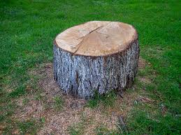 Best Tree Health Inspection  in Whidbey Island Station, WA