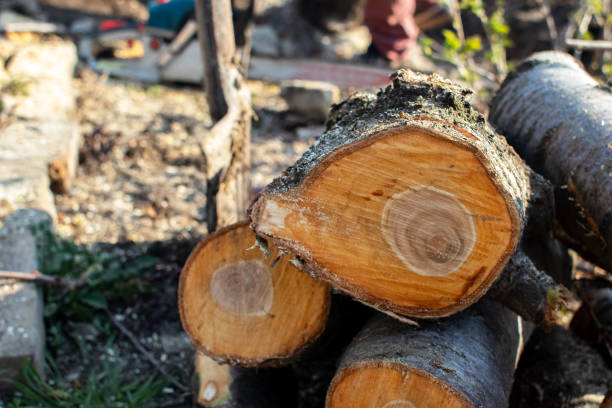 Best Tree Trimming and Pruning  in Whidbey Island Station, WA