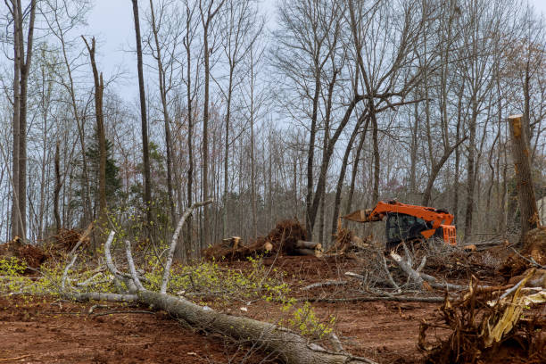  Whidbey Island Station, WA Tree Care Pros