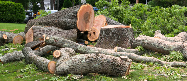 Best Root Management and Removal  in Whidbey Island Station, WA