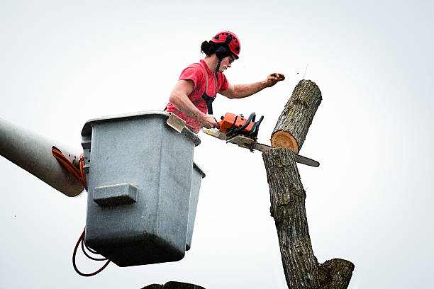 Mulching Services in Whidbey Island Station, WA