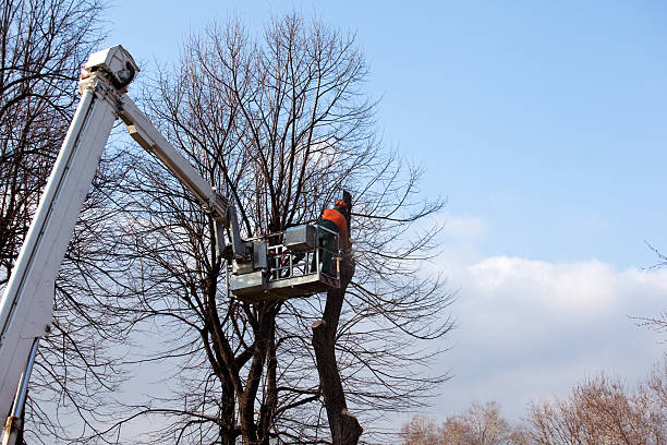 Whidbey Island Station, WA Tree Care Company