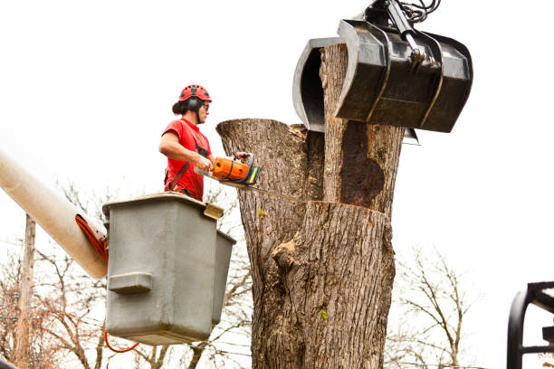 How Our Tree Care Process Works  in  Whidbey Island Station, WA