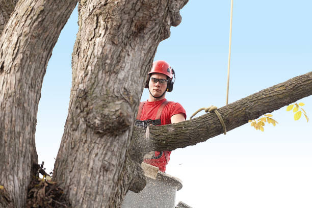 Pest Control for Lawns in Whidbey Island Station, WA